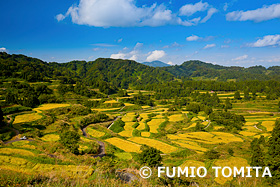 星峠の棚田　新潟県　9月