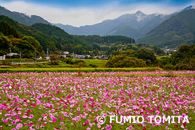 コスモス咲く田園風景　愛媛県　11月