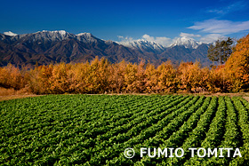 大根畑　山梨県　11月