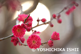 紅梅と太陽  大倉山梅林　神奈川県　3月