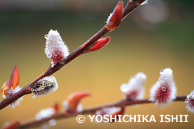 ネコヤナギ　神奈川県　1月