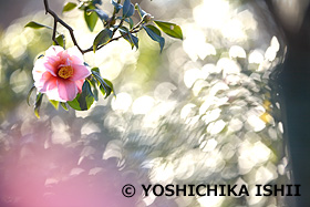 ツバキ　県立大船植物園　神奈川県　1月