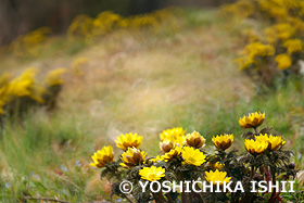 フクジュソウ　埼玉県　3月