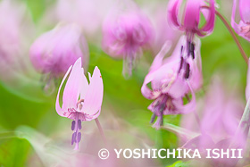 カタクリ　神奈川県　4月