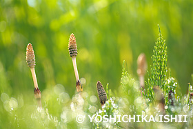 ツクシ　神奈川県　4月