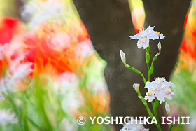 シャガ　神奈川県　4月