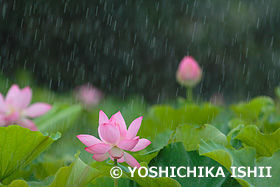 ハスと雨　東京都　7月