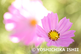 コスモス　山梨県　9月