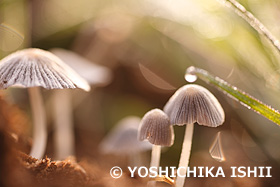 キノコ　神奈川県　4月