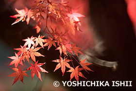 モミジ  薬師池公園　東京都　11月