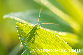 ヤブキリの幼虫と朝露　　4月