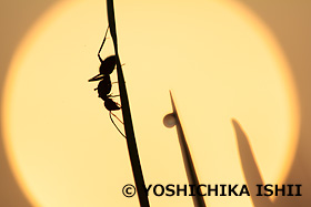 クロオオアリと朝日　新治市民の森　神奈川県　4月