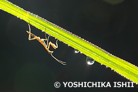 カマキリの幼虫と朝露　　月