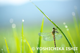 アキアカネ　山梨県　12月