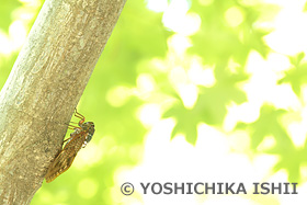 アブラゼミ　三渓園　神奈川県　8月