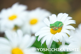 アマガエルとハマギク　神奈川県　10月