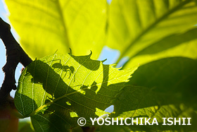 アリの影　新治市民の森　神奈川県　5月