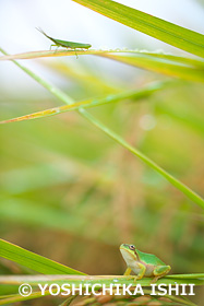 バッタを狙うアマガエル　神奈川県　9月