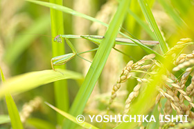 オオカマキリ　新治市民の森　神奈川県　9月