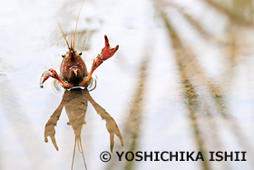 アメリカザリガニ雌　　東京都　9月