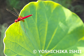 ショウジョウトンボ　三渓園　神奈川県　7月