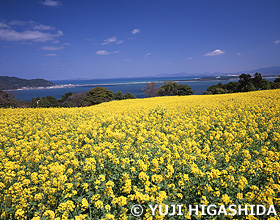 能古島の菜の花　福岡県　3月