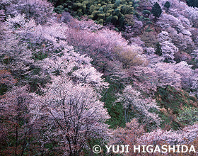 吉野山の山桜　奈良県　4月