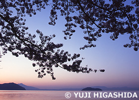 夜明けの琵琶湖湖畔の桜と竹生島　滋賀県　4月