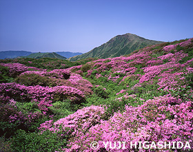 阿蘇・中岳のミヤマキリシマ　熊本県　5月