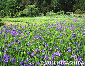 八幡高原のカキツバタ群落　広島県　5月