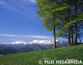 ブナ林と月山　山形県　5月