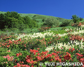 花満開の霧ヶ峰高原　長野県　6月