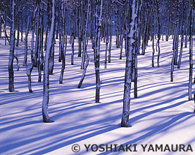 ハンノキ　裏磐梯　福島県　1月