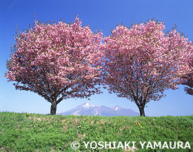 八重桜と磐梯山　福島県　5月