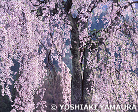 しだれ桜　福島県　4月