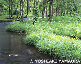 桧原川　福島県　6月