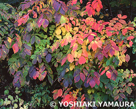 福島県　10月