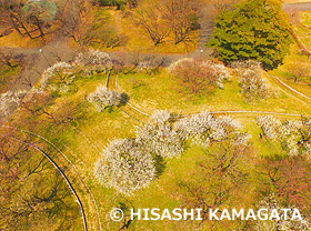 白梅　城址公園　ドローン撮影　新潟県　月