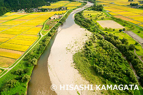 早出川　田んぼ　ドローン撮影　新潟県　9月