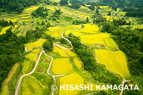 紫米の棚田（栃尾）　道　ドローン撮影　新潟県　9月