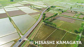 夏井のハザ木と田植えの終わった田んぼ　ドローン撮影　新潟県　5月