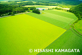 そば畑　ドローン撮影　北海道　7月