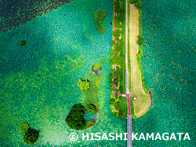 瓢湖 蓮 水原町 ドローン撮影 新潟県 8月