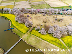 ソメイヨシノ　菜の花　上堰潟公園　ドローン撮影　 新潟県　4月