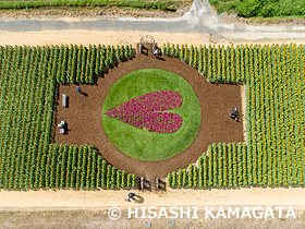 ヒマワリ　上堰潟公園のひまわり畑　ハート形の花壇　ドローン撮影　新潟県　8月