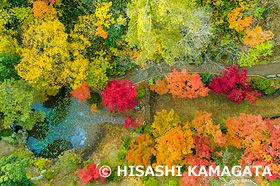 モミジ 紅葉 弥彦公園もみじ谷 ドローン撮影 新潟県 11月