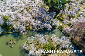 サクラ　村松公園　ドローン撮影　新潟県　4月