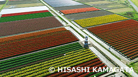 チューリップ　ドローン撮影　新潟県　4月