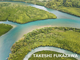 マングローブ(住用川、役勝川) 奄美群島国立公園 奄美大島 ドローン撮影 鹿児島県 3月
