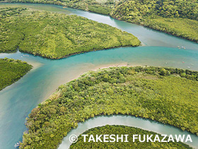 マングローブ(住用川、役勝川)　奄美群島国立公園　奄美大島　ドローン撮影　鹿児島県　3月